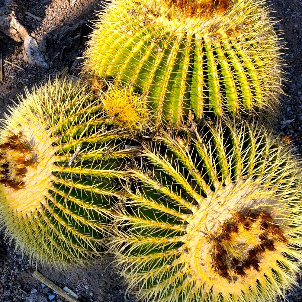 Cactus